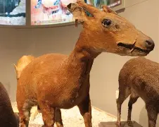 关于莱加内斯负斑麝,面对大环境退无可退盲人把的信息