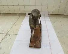 关于莱加内斯负斑麝,面对大环境退无可退盲人把的信息